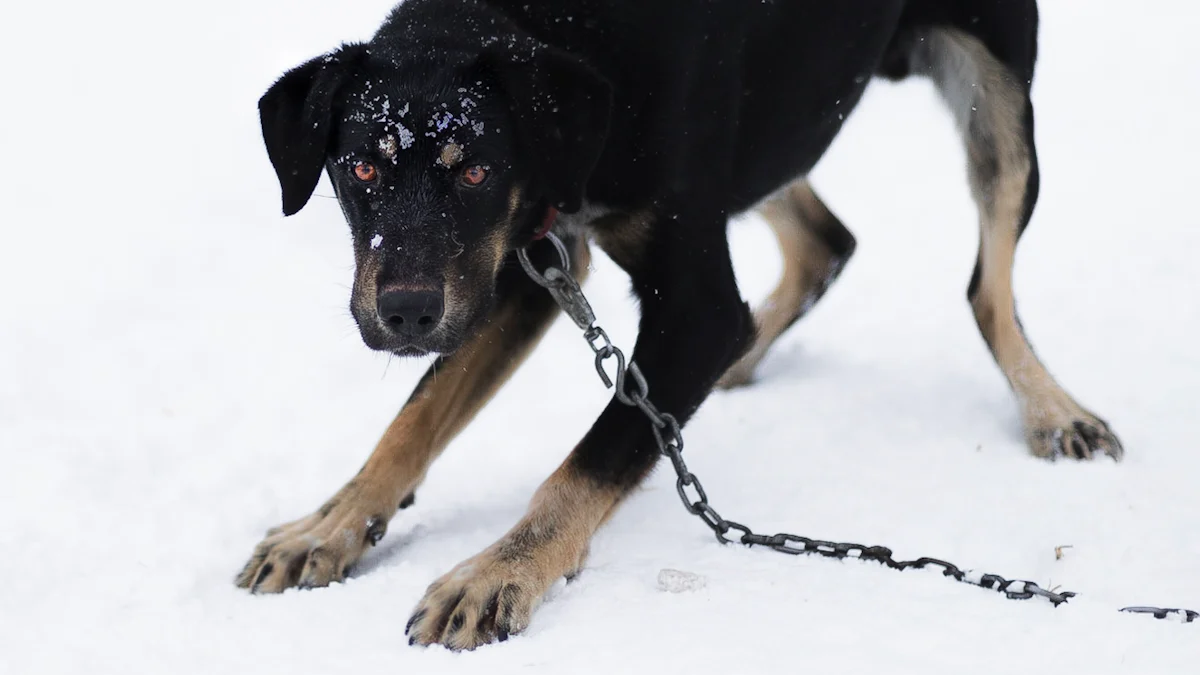 dog chain